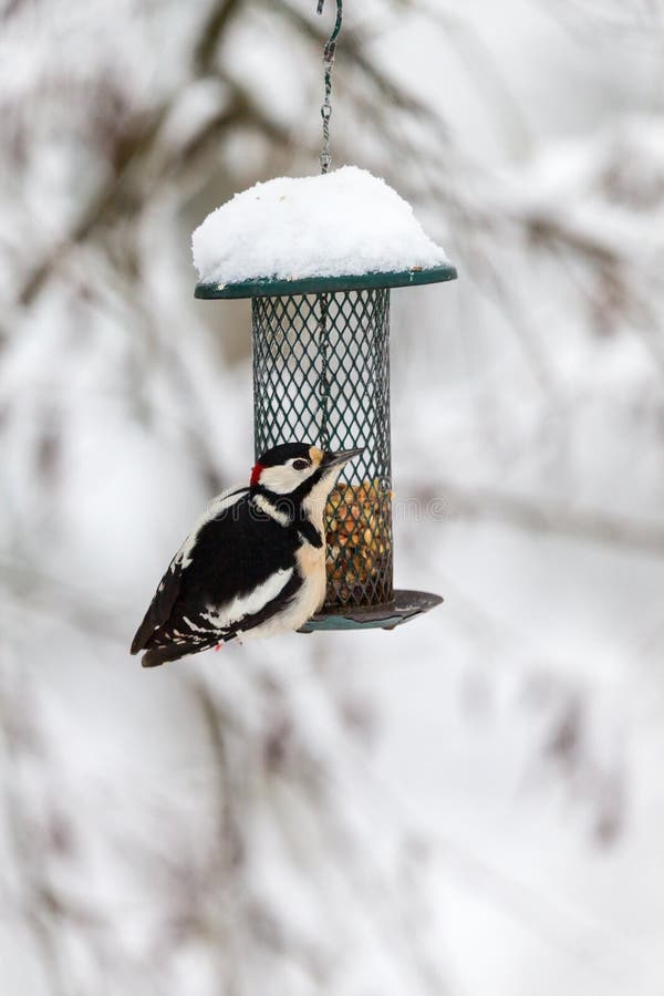 Great Spotted Woodpecker at a Bird Feeder in the Forest Stock Photo