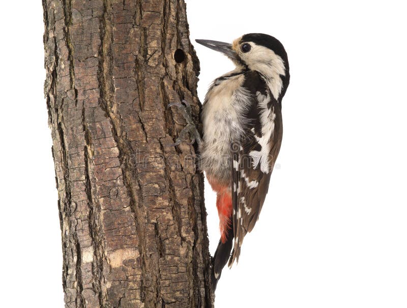 Great Spotted Woodpecker Dendrocopos major stock photos Great Spotted Woodpecker Dendrocopos major stock photos