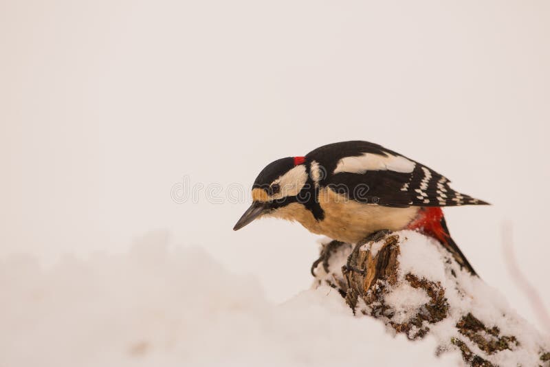 Great spotted Woodpecker looking stock photography Great spotted Woodpecker looking stock photography