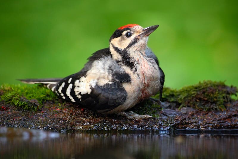 Great Spotted Woodpecker, detail close-up portrait of bird head with red cap, black and white animal in the forest habitat, clear