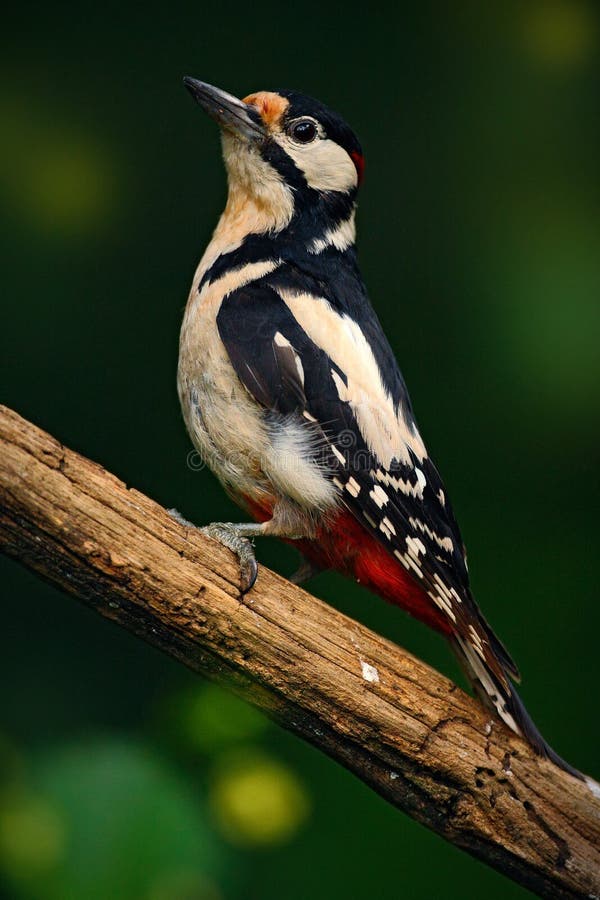 Great Spotted Woodpecker, detail close-up portrait of bird head with red cap. Black and white animal in the forest habitat.