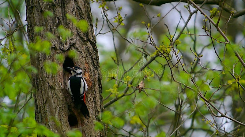 Great Spotted Woodpecker Knocking on a Tree Branch To Attract a Mate in
