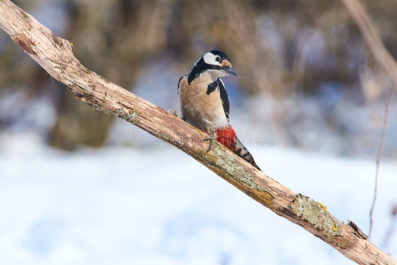 Il grande punteggiato picchio principale volò sul ramo ricerca da larve da crosta gli scarafaggi, il suo naturale pasto.