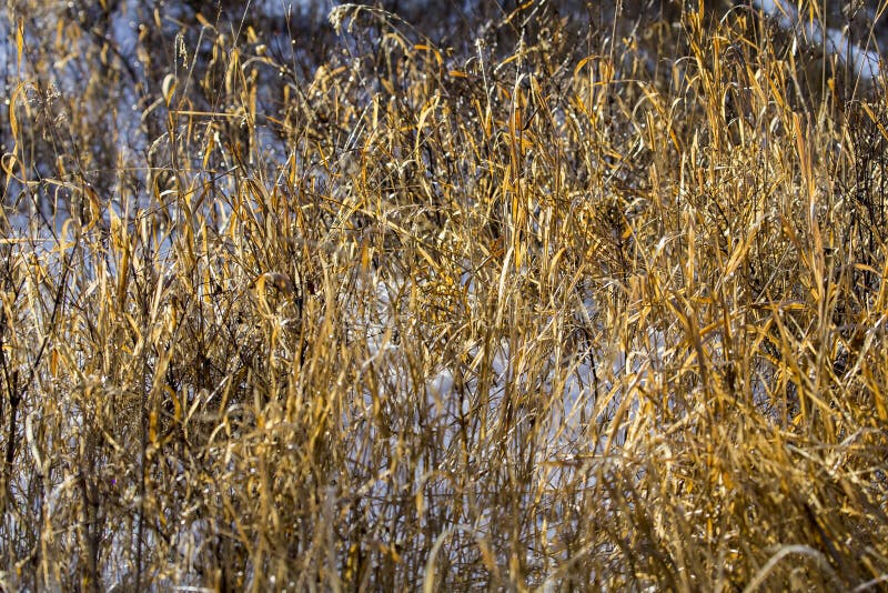 Great State of Montana stock photo. Image of bright, peep 64254294