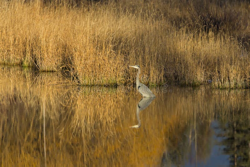 Great State of Montana stock photo. Image of clouds, daylight 64254624