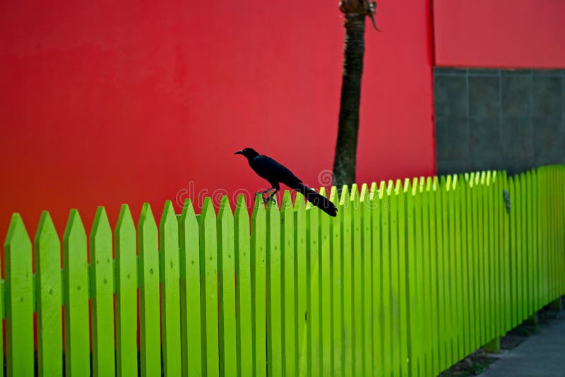 Great-tailed Grackle black bird on yellow wooden picket fence with bright red building in Belize City, Belize