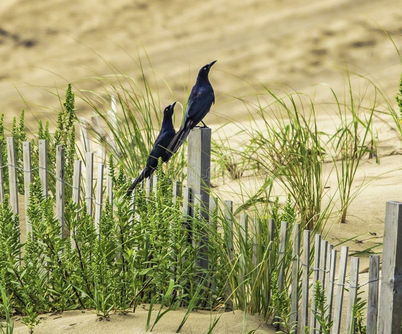 Great-tailed Grackleson the beach