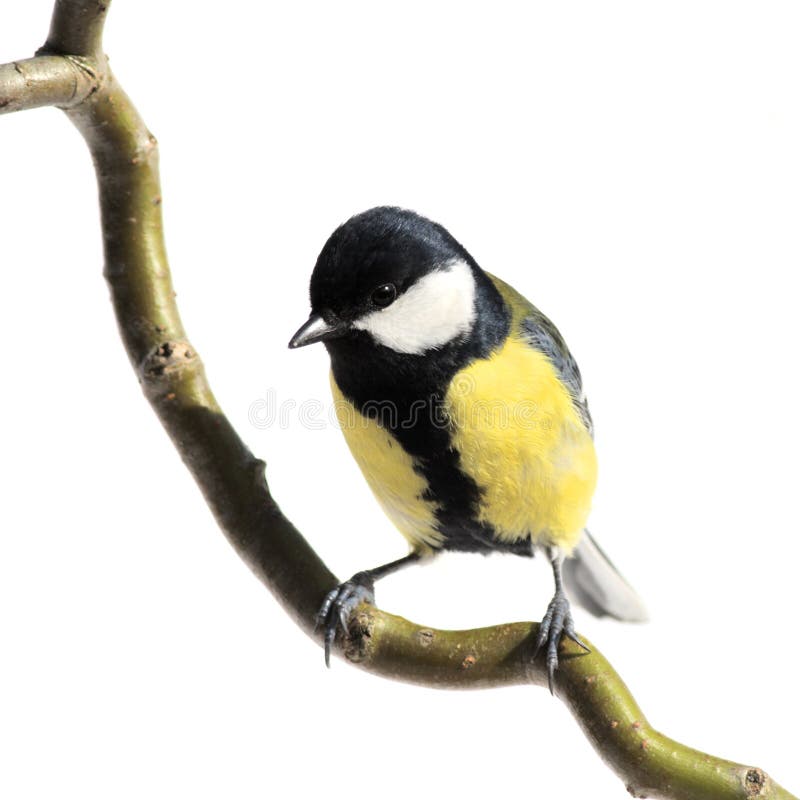 Great tit