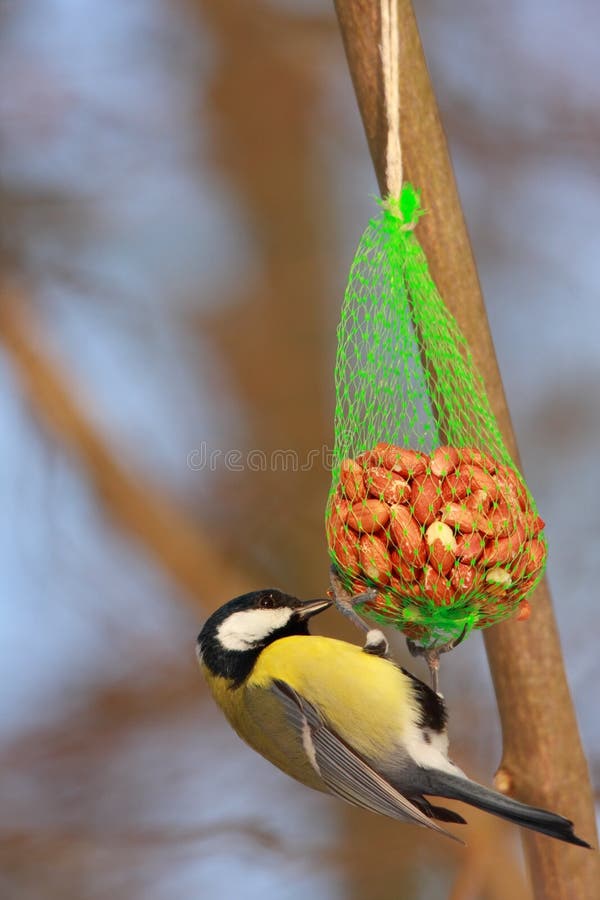 Great tit