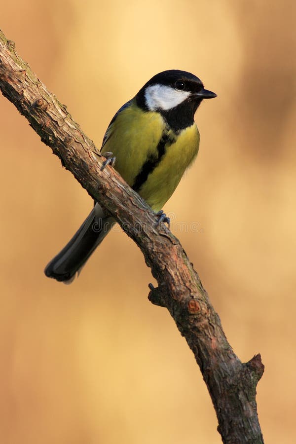 Great Tit