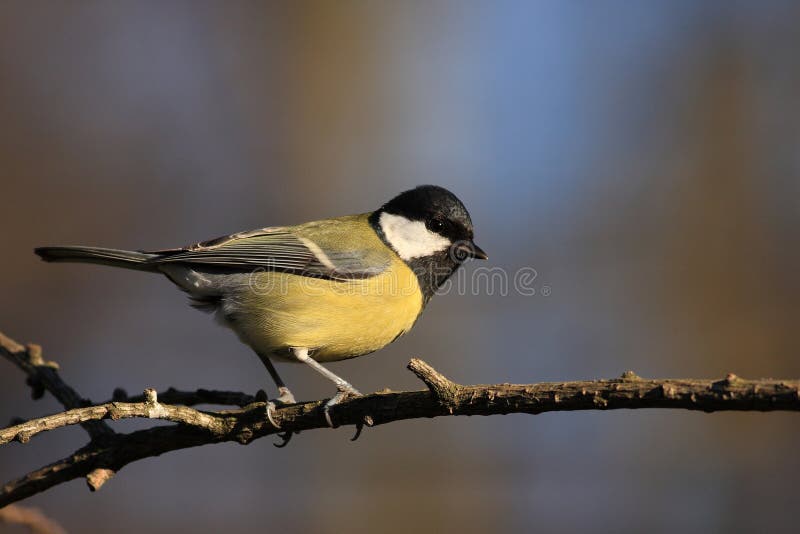 Great Tit