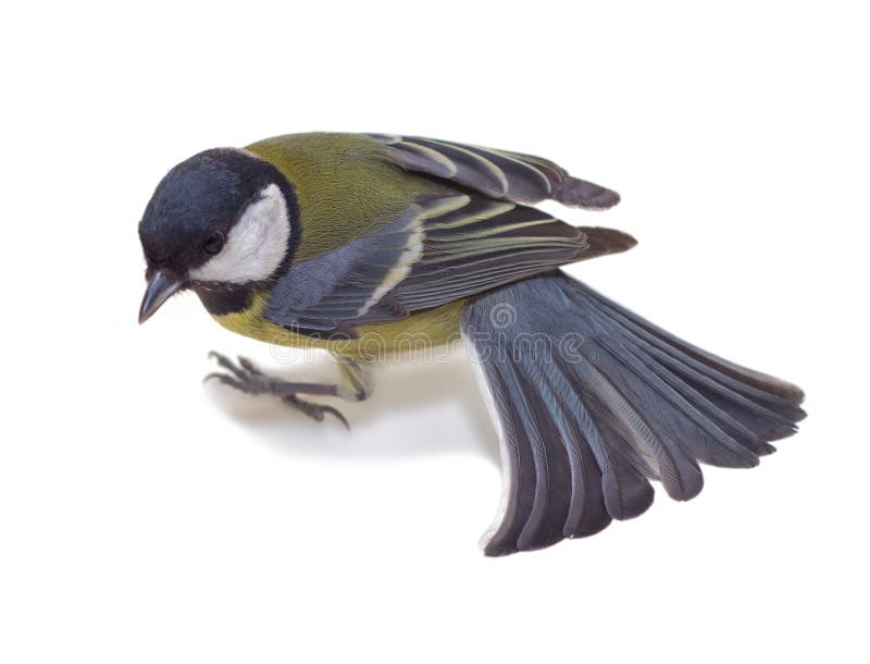 Great Tit