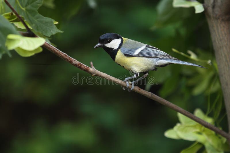 Great tit