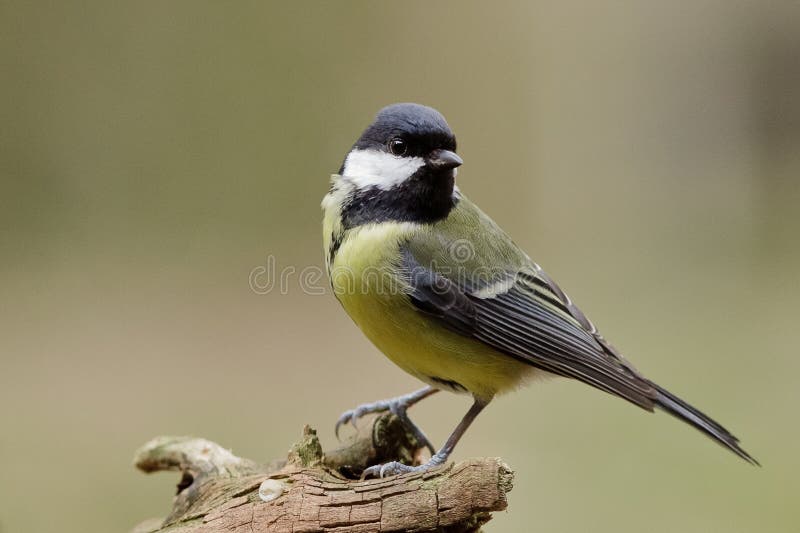 Great tit royalty free stock photography Great tit royalty free stock photography