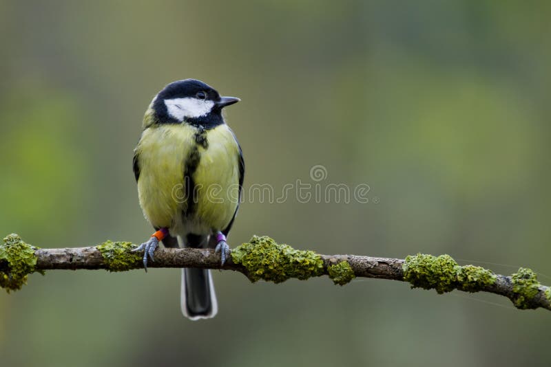 Great tit