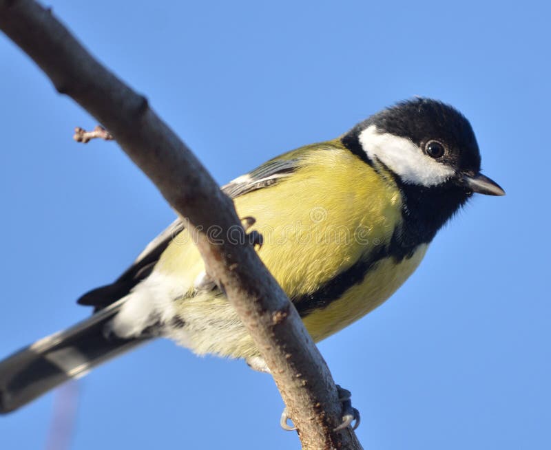 Great Tit in denmark