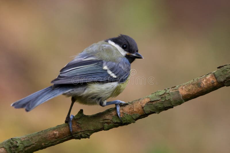 Great Tit