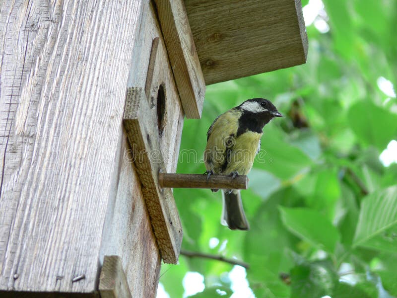 Great tit