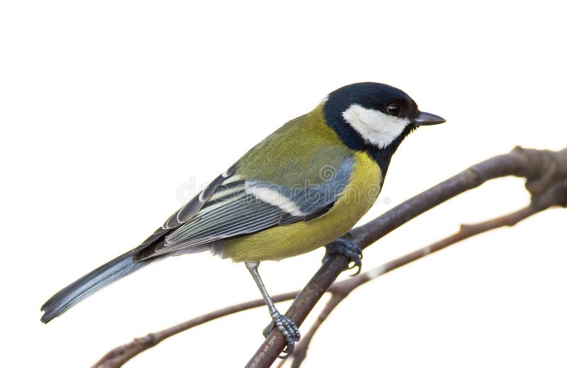 Great tit (aka parus major)