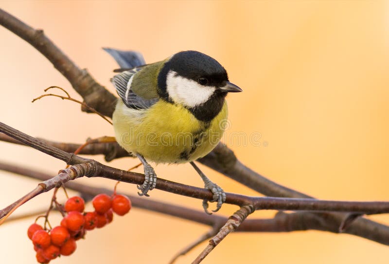 Great tit (aka parus major) on brown background