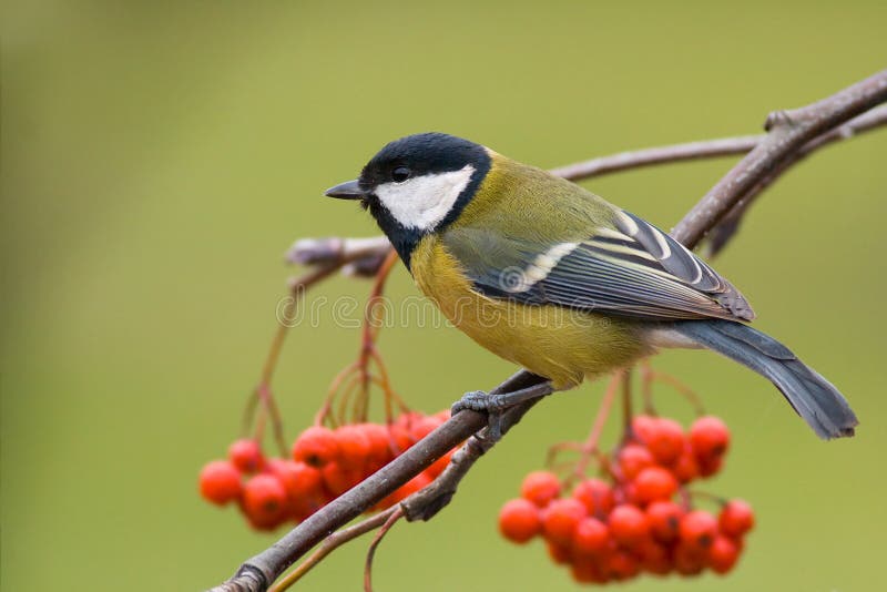 Great tit (aka parus major) on green background