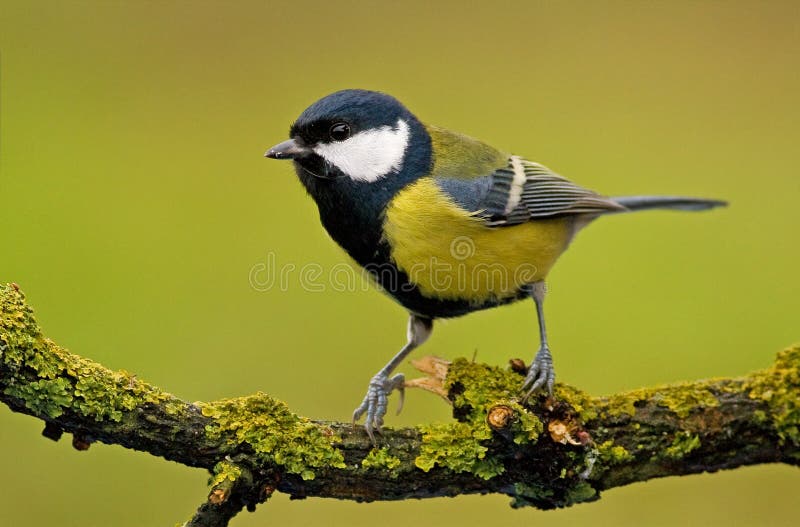 Great tit (aka parus major) on green background
