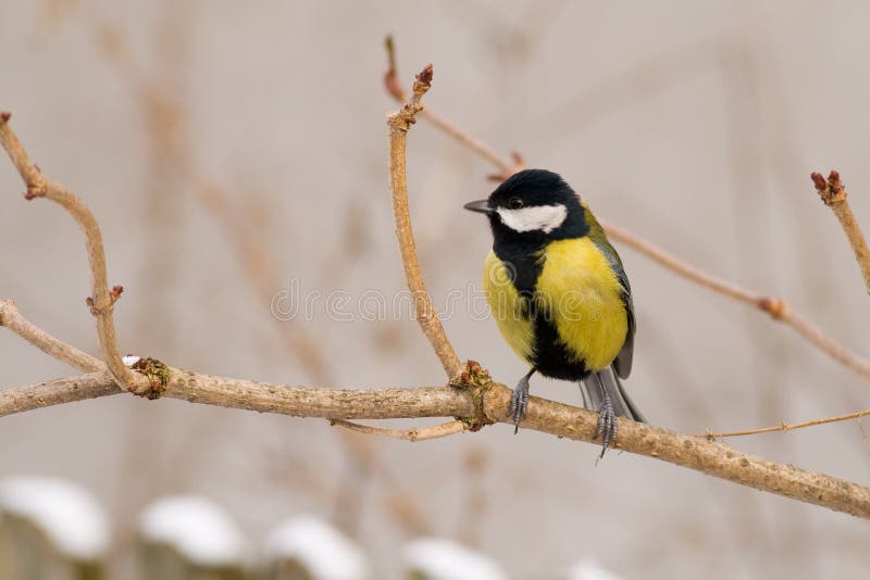 Great tit (aka parus major) on winter day