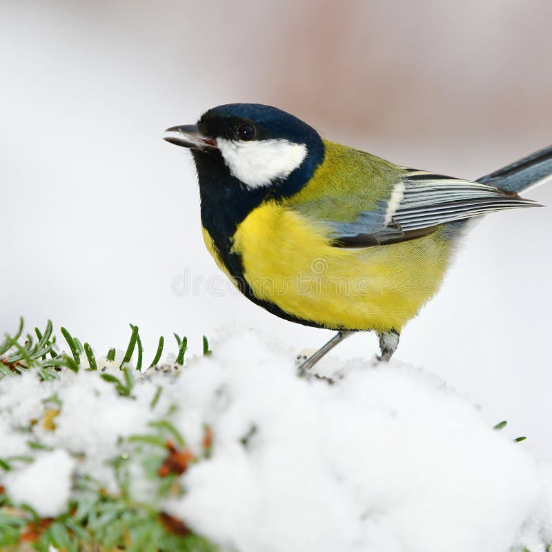 Great tit bird in winter time