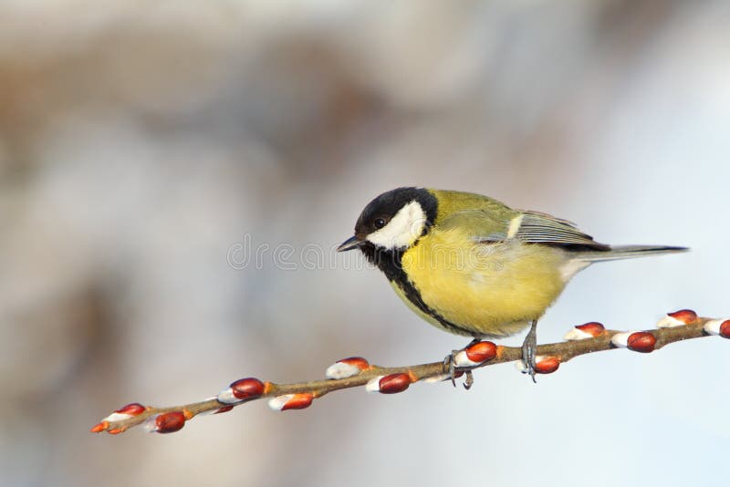 Great Tit on branch.