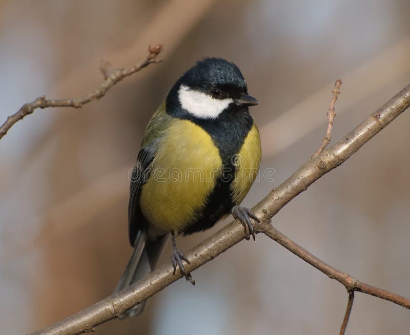 Great tit on the branch