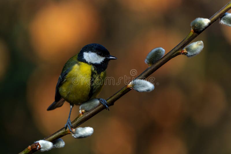 Great Tit on a branch willow catkins