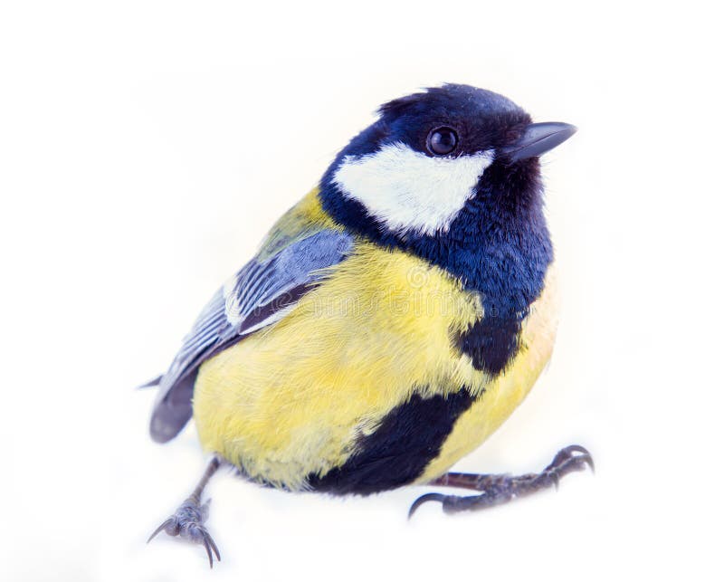 Great Tit Looking Right Stock Photo By ©JGade 72076533, 60% OFF