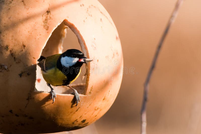 Great Tit in a feeder