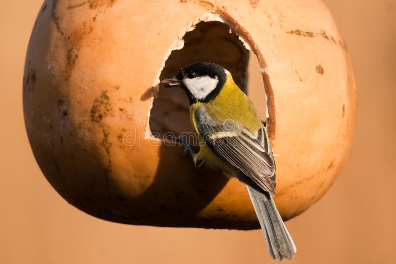 Great Tit in a feeder