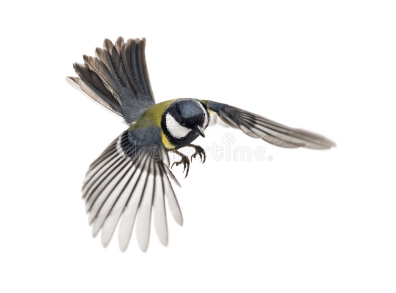 Great tit flying