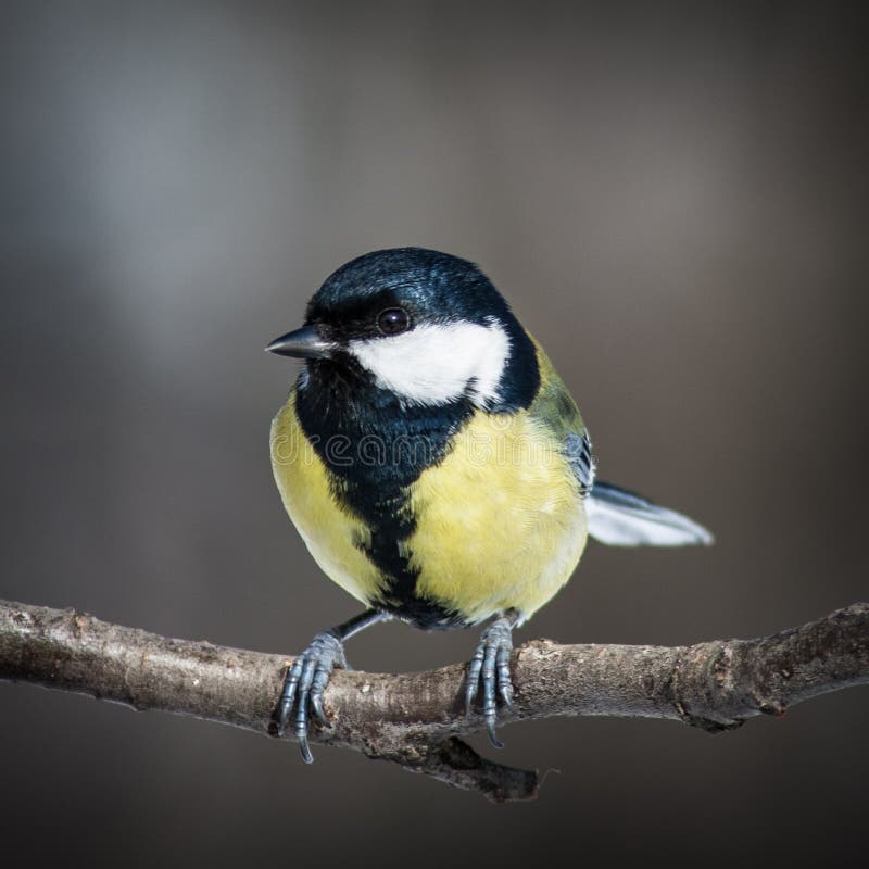Great Tit