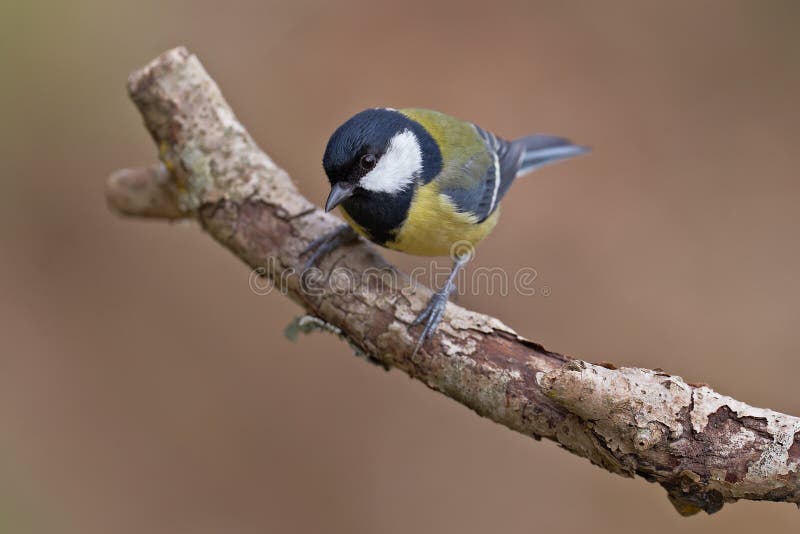 Great Tit, Parus major