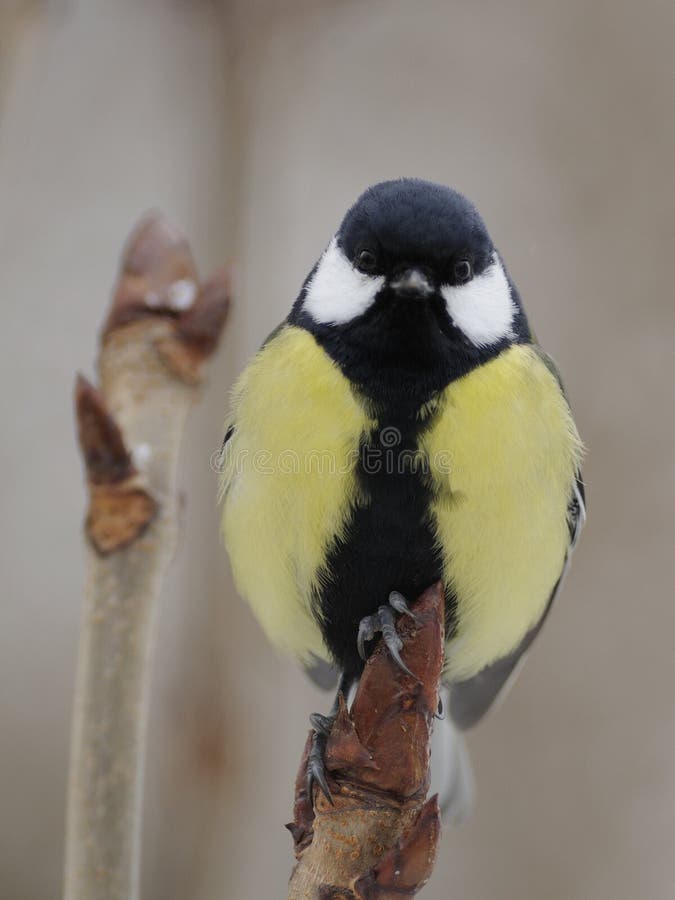 Great Tit (Parus Major)