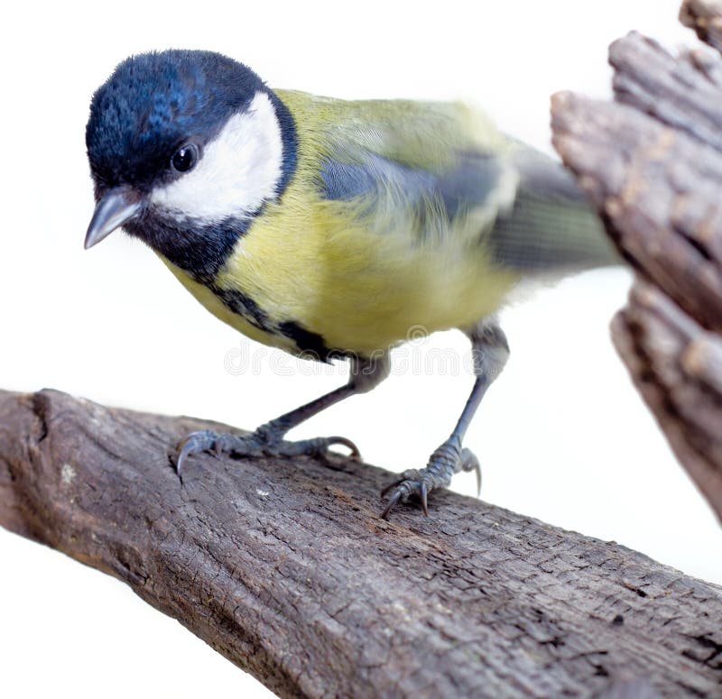 Great Tit, Parus Major