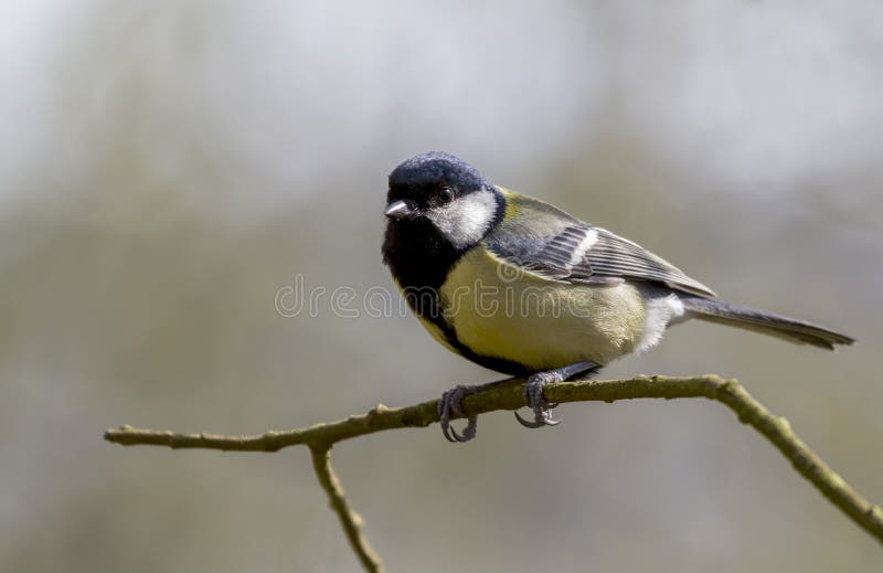 Great Tit (Parus major)