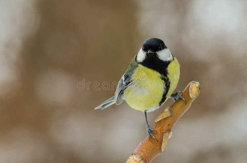Great Tit - Parus major