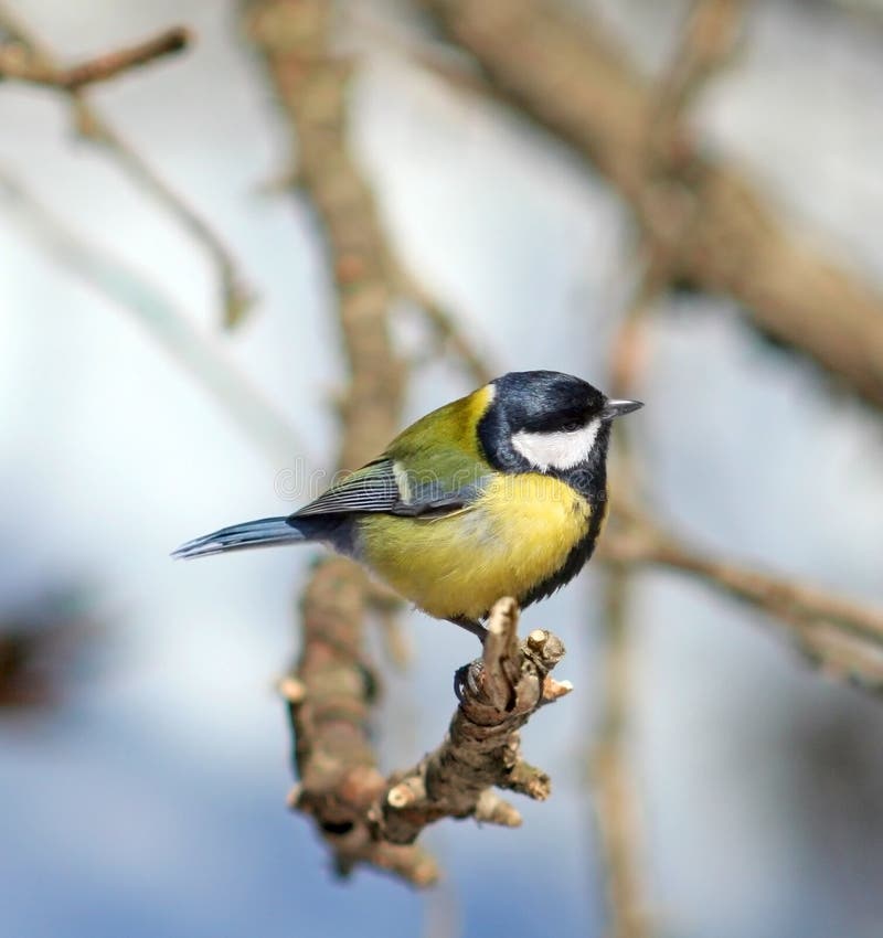Great Tit ( Parus major )