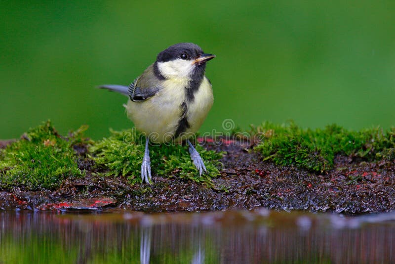 Great Tit, Parus major, black and yellow songbird sitting in the water, nice lichen tree branch, bird in the nature habitat, sprin