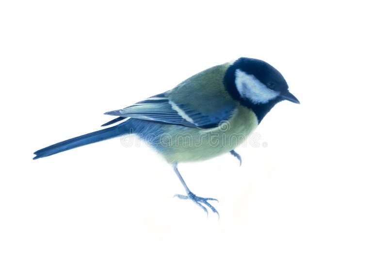 Blue Tit, Cyanistes Caeruleus, Isolated On White Background Stock Photo