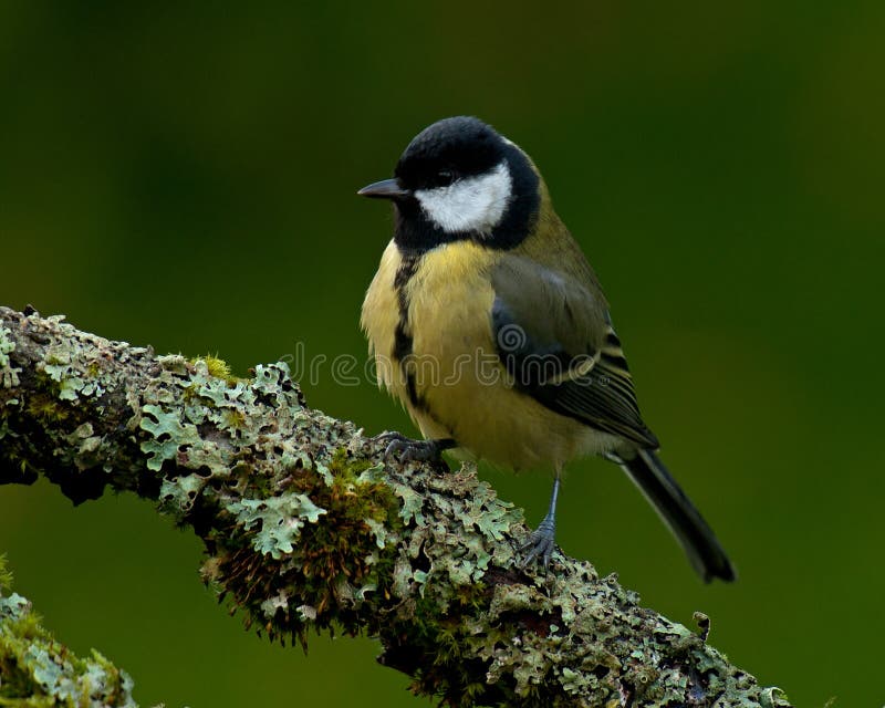 The great tit, Parus major on old branch