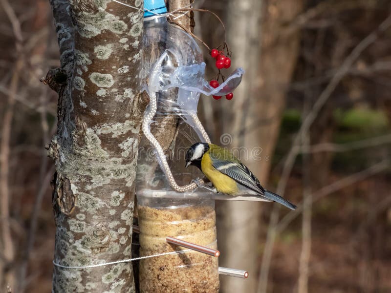 Great Tit Visiting Bird Feeder Made from Reused Plastic Bottle