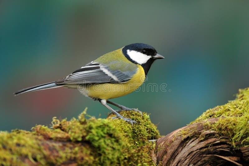 Great tit