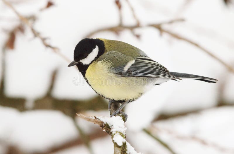 Great Tit in Winter