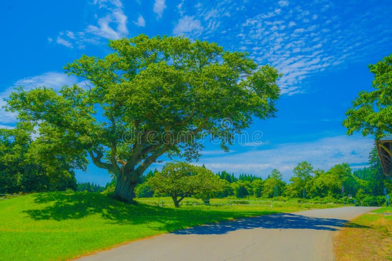 Great Tree and Fine Weather Sky Stock Photo - Image of blue, background:  228571012
