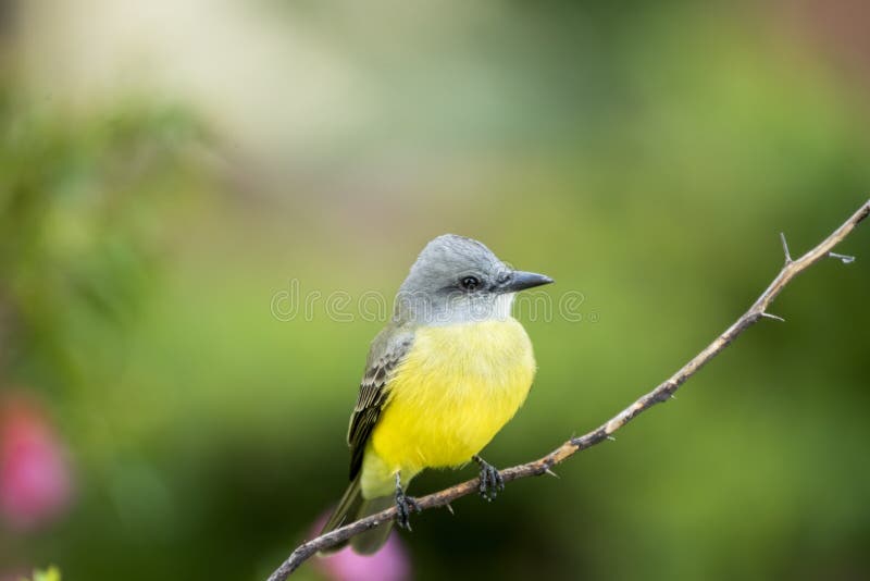 A Great Tropical Bird in Mexico Stock Photo Image of beak, bird